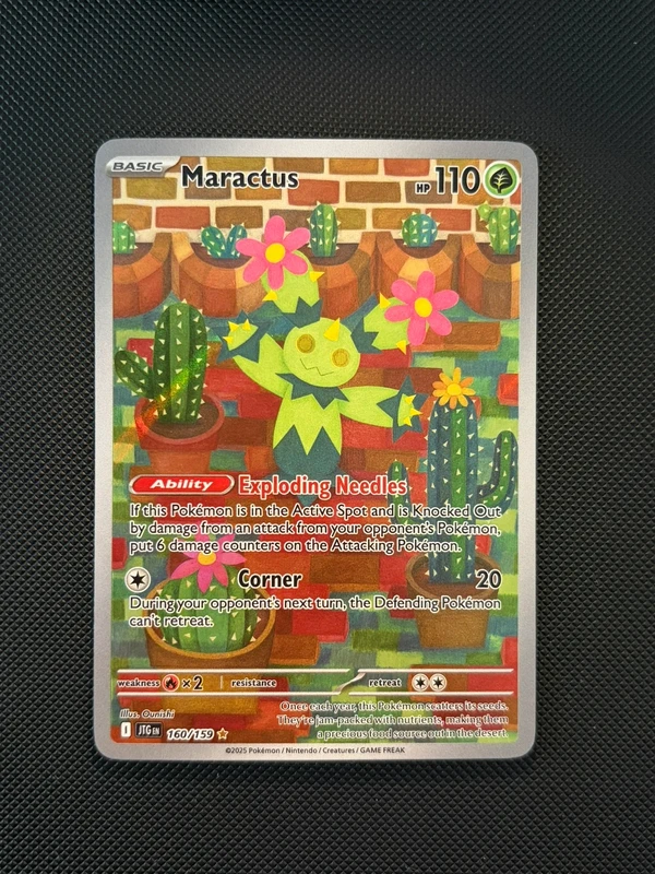 Maractus